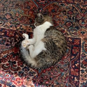 Meet your Posher, Ann